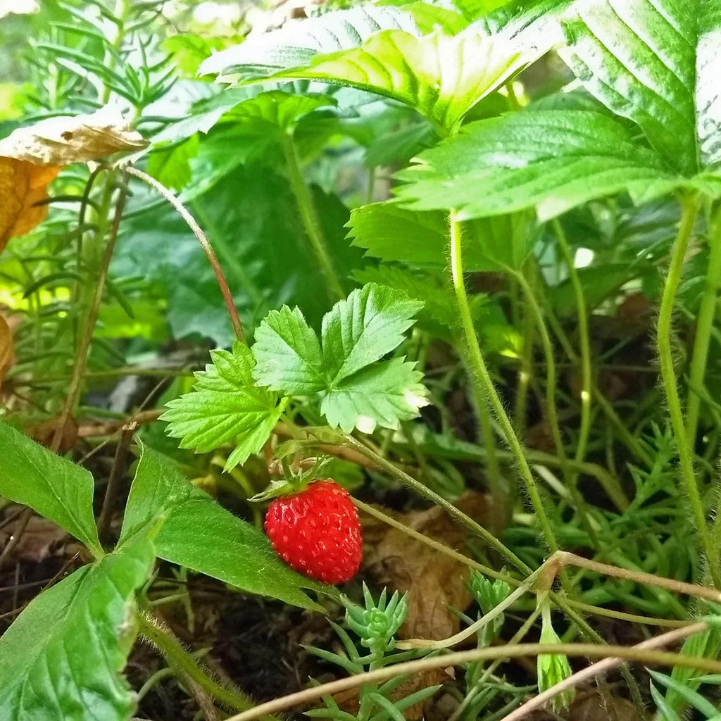 Wilde aardbeien in je moestuin: welke kun je eten
