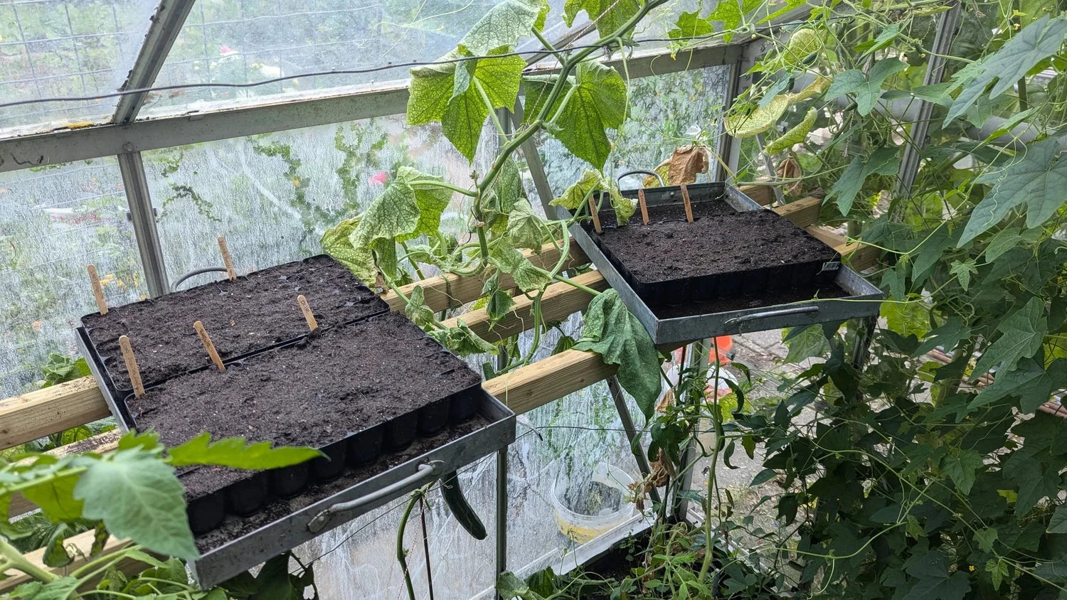 Zaaitray gevuld met aarde in kas voor snelle plantengroei